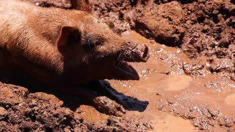 a pig lies contentedly in a sunlit mud patch, enjoying the warm and soothing environment.