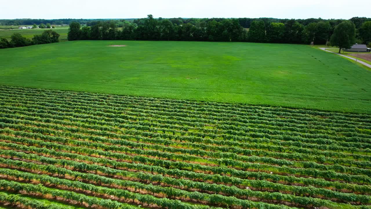  Aerial view of vineyard and agricultural land with forest trees in distance, location West Michigan, USA