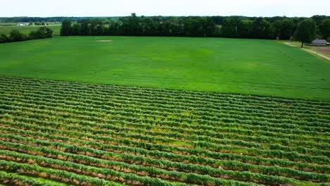 -Aerial-view-of-vineyard-and-agricultural-land-with-forest-trees-in-distance,-location-West-Michigan,-USA