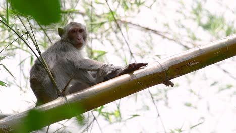 Los-Macacos-De-Cola-Larga-Son-Los-Monos-Más-Fáciles-De-Encontrar-En-Tailandia,-Ya-Que-Están-Presentes-En-Complejos-De-Templos,-Parques-Nacionales-E-Incluso-Pueblos-Y-Ciudades