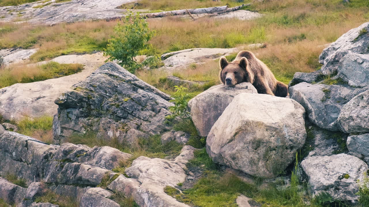 Un orso grizzly marrone che si rilassa da solo sulle rocce nella savana - campo lungo.