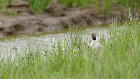 gaviota de cabeza negra alimentando a sus polluelos en las marismas costeras de lincolnshire, reino unido