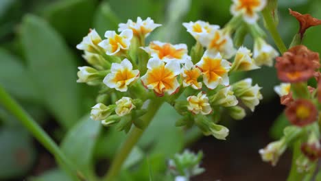 nahaufnahme kleiner weißer und gelber blüten