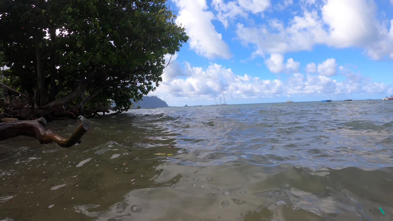 dead tree on edge of pacific coast of Hawaiian Island