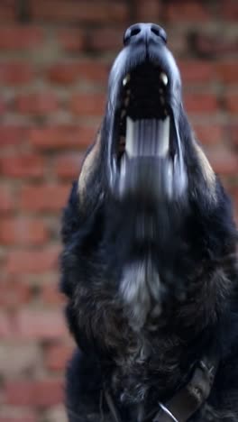 dog looking up at brick wall