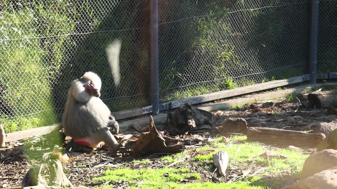 동물원 안에서 조용히 앉아 있는 바비온