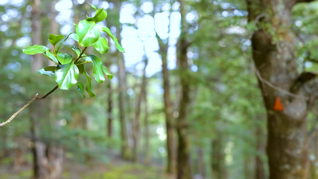 Close-up of leafy branch moving gently, forest background, natural daylight, shallow depth of field