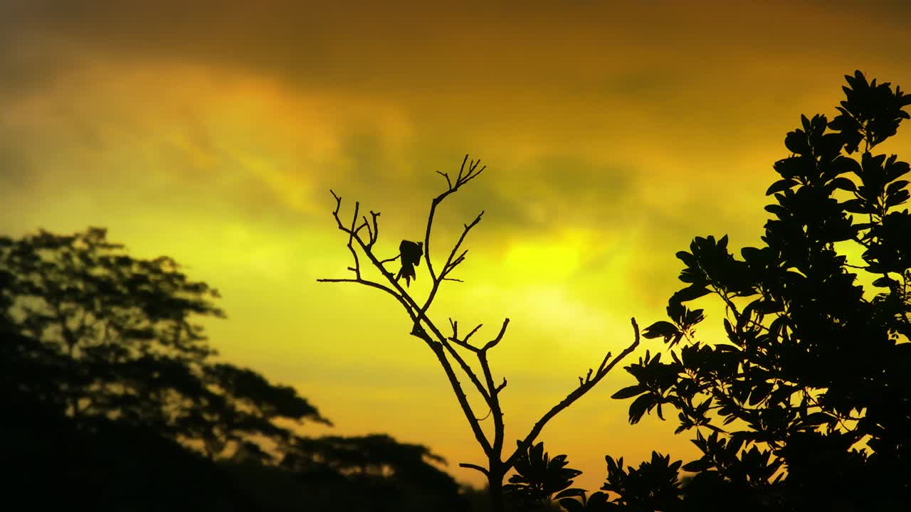 다채로운 해가 지는 하늘을 배경으로 야생 새가 서 있는 실루 숲