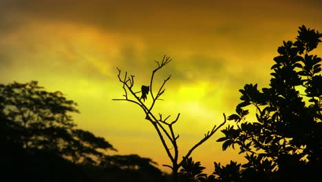 bosque con silueta con pájaros salvajes sentados contra el colorido cielo al atardecer