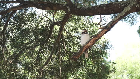 beautiful cute white bird sitting on wooden perch against tree leaves and bright sky in background.zoom out shot.
