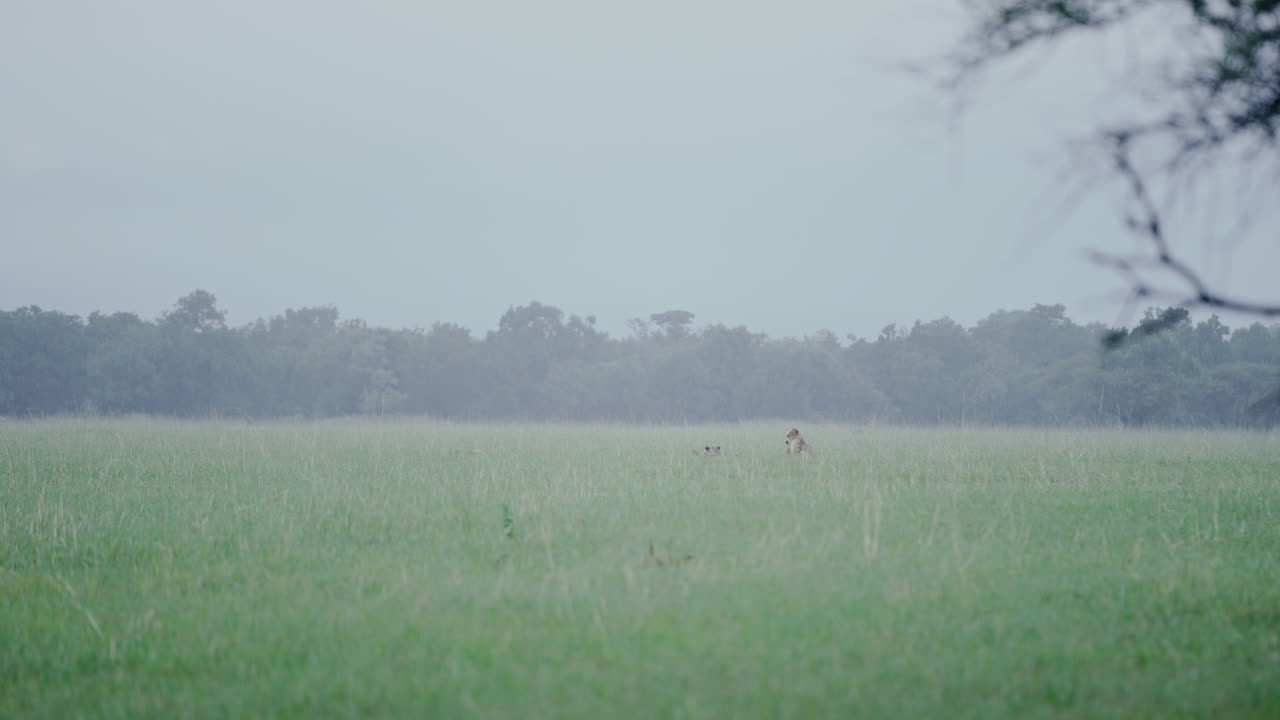 Lions in a misty savanna during a rainfall