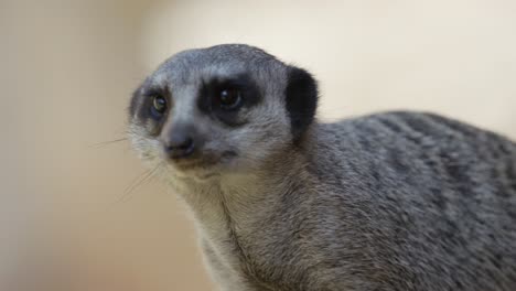 A-meerkat-looks-around,-warm-and-sunny-day,-nature-and-jungle,-RED-4K