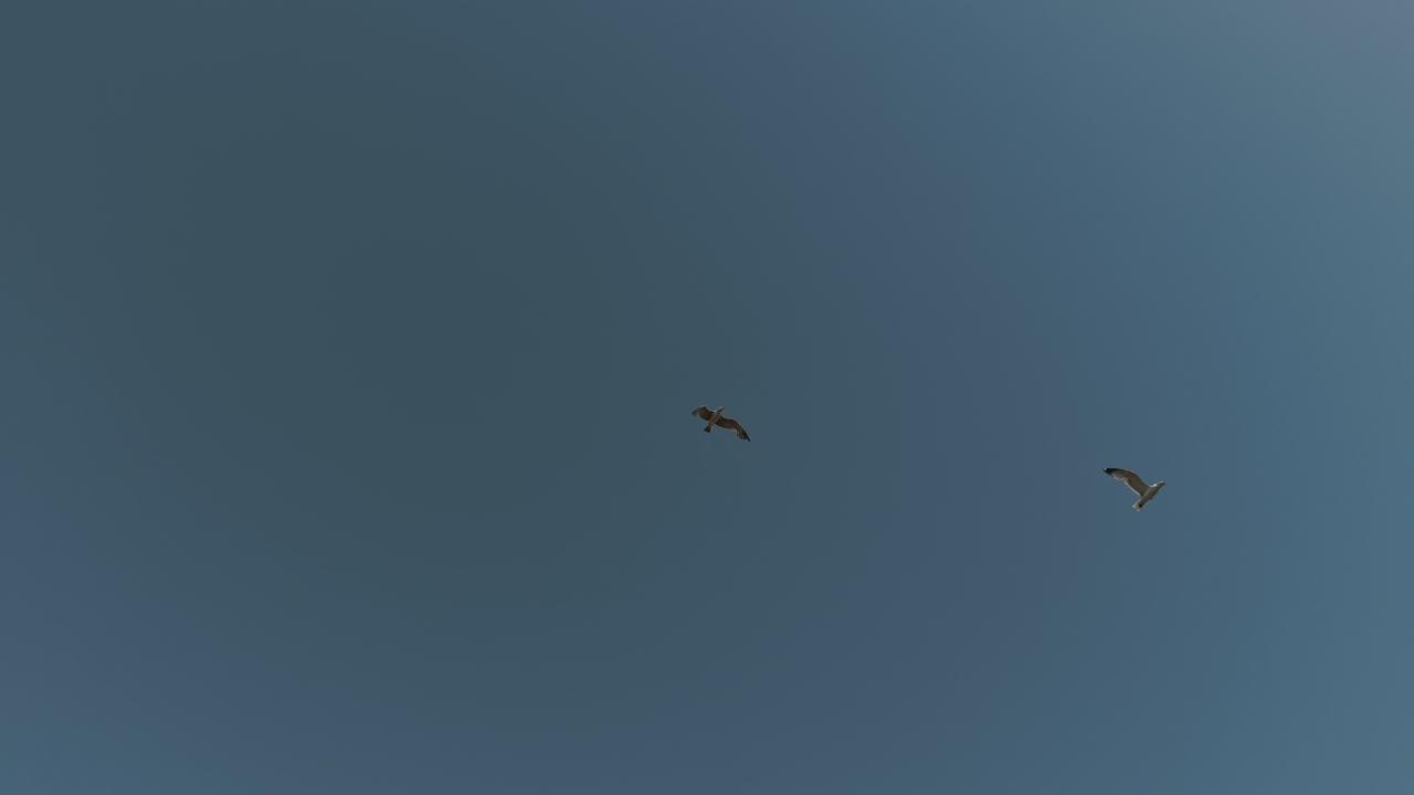 Upward view of a seagull soaring in the clear blue sky over Málaga, Spain. The bird glides gracefully above, symbolizing freedom and the coastal spirit of the Mediterranean