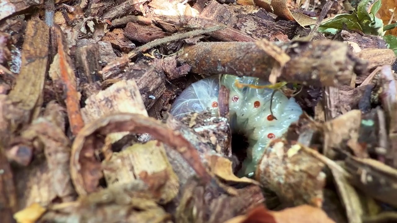 Eine Käferlarve ringelt sich in Holzspänen zu einem Ring um ein Grabungsloch.