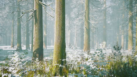 fog in the forest on a cold winter cloudy day with first snow