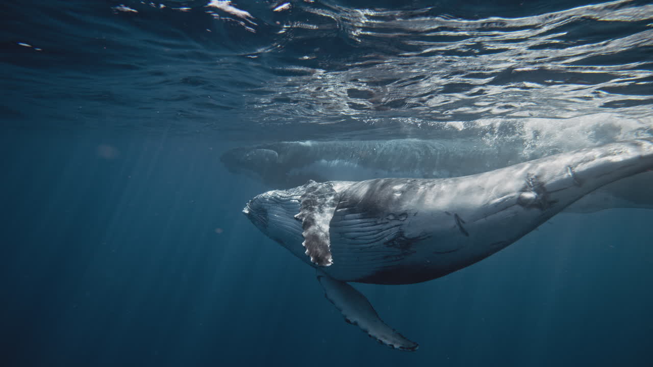 물  ⁇  에 있는 back whale