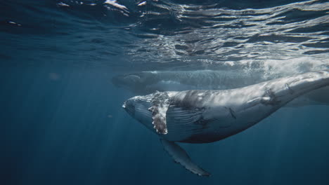 humpback whale underwater