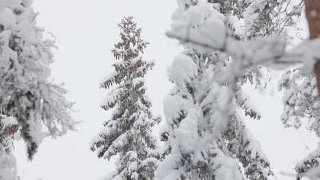 finnish winter spruce tree snowing