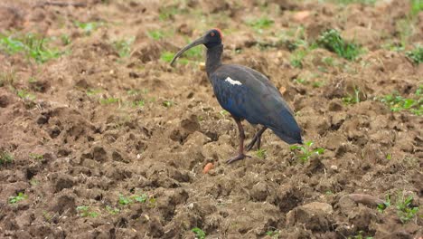 Ibis-Encontrando-Comida-En-El-Suelo