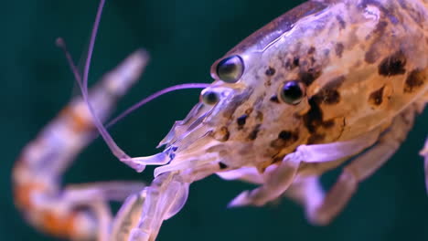 close-up view of a marine shrimp underwater