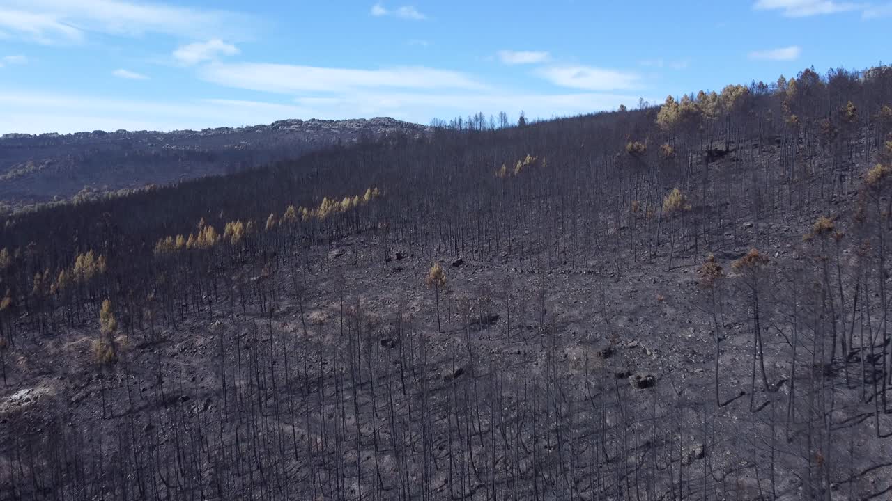 Alberi carbonizzati e anneriti su terreno montuoso distrutto da un incendio boschivo, vista aerea.