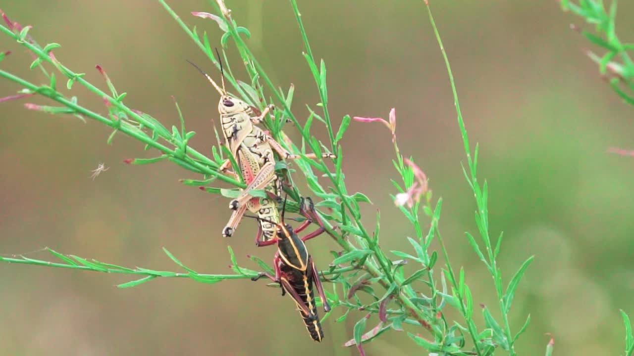 느린 동작으로 바람이 부는 식물에 짝짓기하는 메뚜기 두 마리