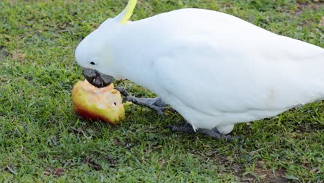 cacahuete disfrutando de la fruta en el suelo cubierto de hierba