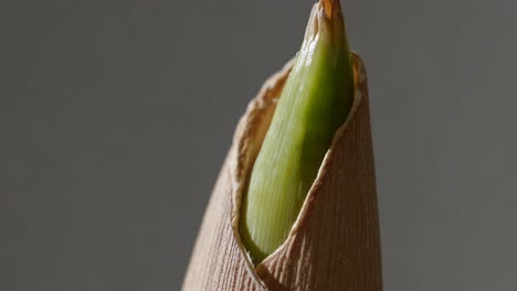 emerging plant shoot