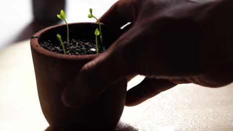 close up of hand picked flower pot