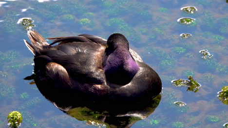 close up of wild duck resting in clear water with water plants during sunny day - hamarana springs,new zealand