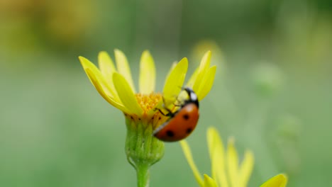 ladybug on yellow flower on green grass background