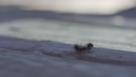 foto macro de una oruga de polilla gitana, pequeño insecto que crece hasta convertirse en una polilla