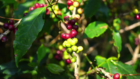 fresh coffee beans on tree