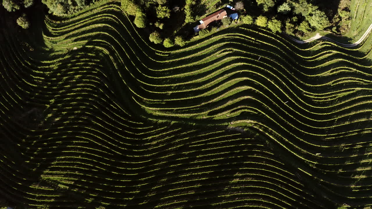 Aerial View of Terraced Vineyards