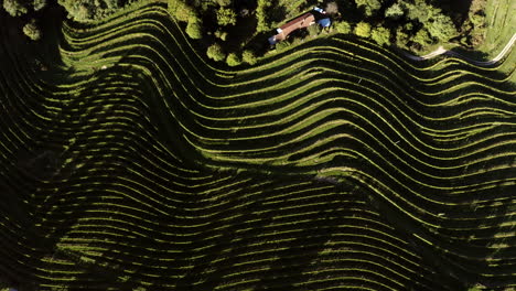 aerial view of terraced vineyards