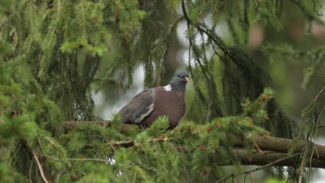 common wood pigeon sitting on a branch in a pine tree in relaxing sleep mode and scratching itself framed by pine tree twigs and greenery around