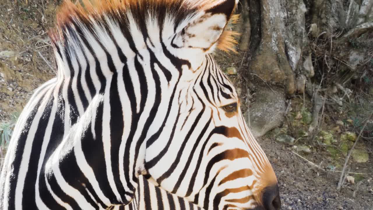 Zebra walking and laying on grass.