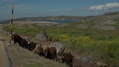 ovejas pastando en un paisaje rocoso y rural en portugal, con un lago lejano y cielos abiertos