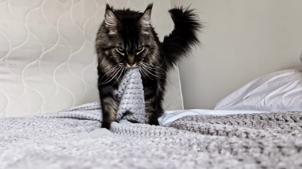 Maine Coon playing on a bed in Jelgava, Latvia, showing curiosity