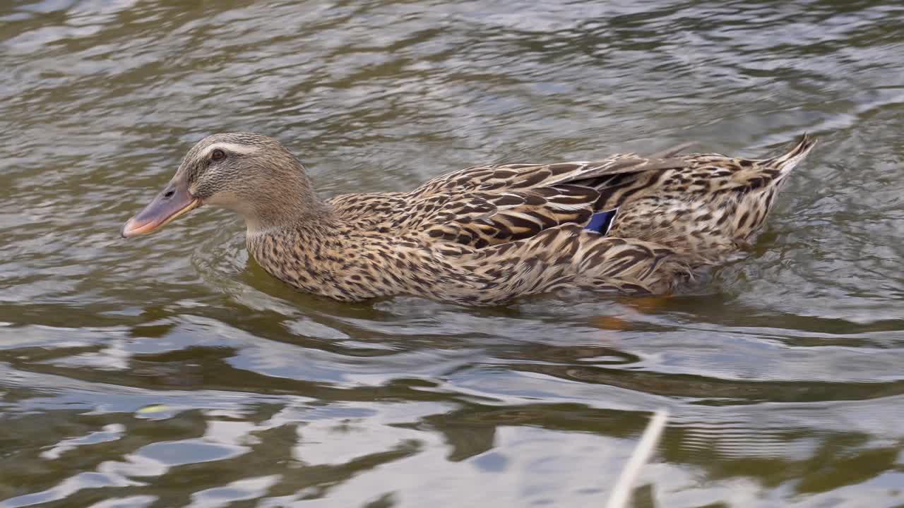 Anatra germana femmina marrone che nuota lungo il fiume Yangjaecheon, a Seoul, Corea del Sud - ripresa fluida e ravvicinata.