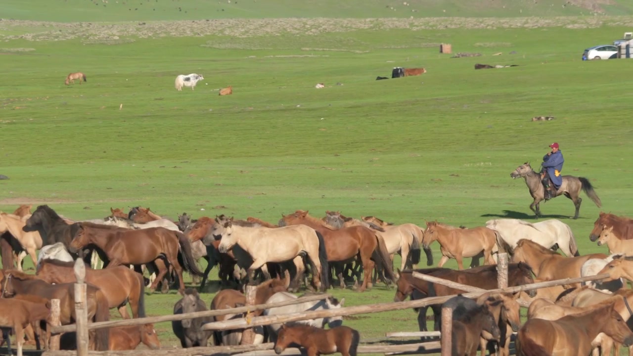 Pastore mongolo a cavallo che guida la mandria su un pascolo verde