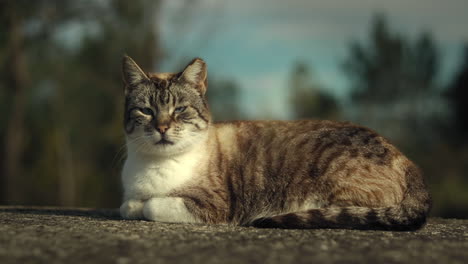 gato tabby tomando el sol en el refugio de animales