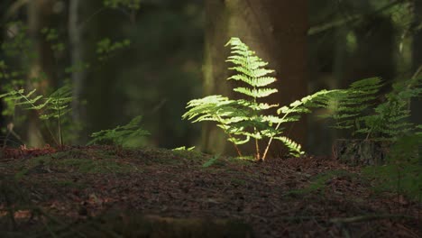 green sunlit leaves of the small fern bush sway gently in the wind