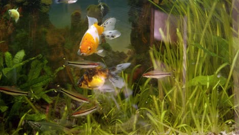 Vernachlässigtes-Aquarium:-Fische-Schwimmen-In-Trüben-Gewässern