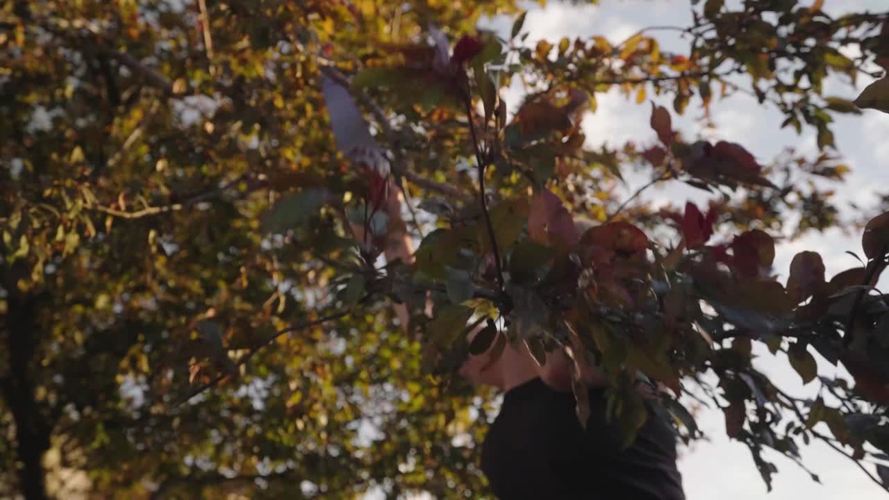 mujer de pie entre las ramas de los árboles alcanza lo alto usando la sierra para cortar la rama