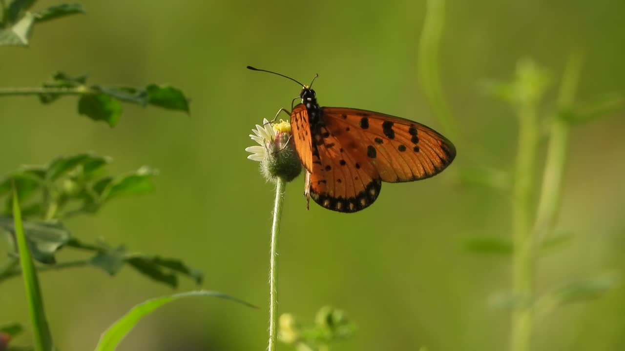 mariposa en flor encontrando comida en las flores
