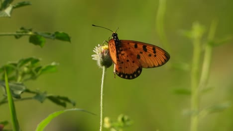 Schmetterling-In-Der-Blüte-Findet-Nahrung-In-Blumen