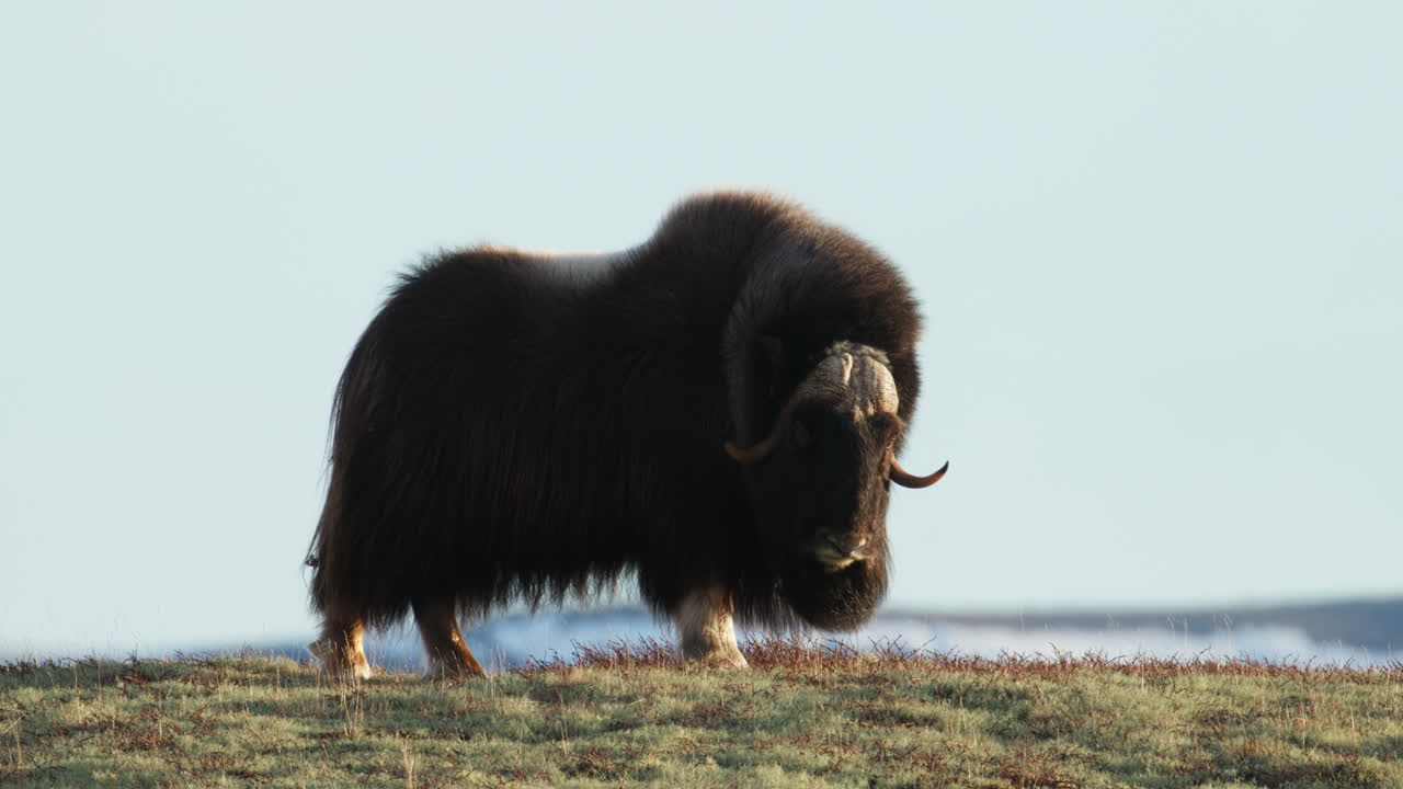 Attentive musk oxen bull looking toward camera in Norway sunset; static wide