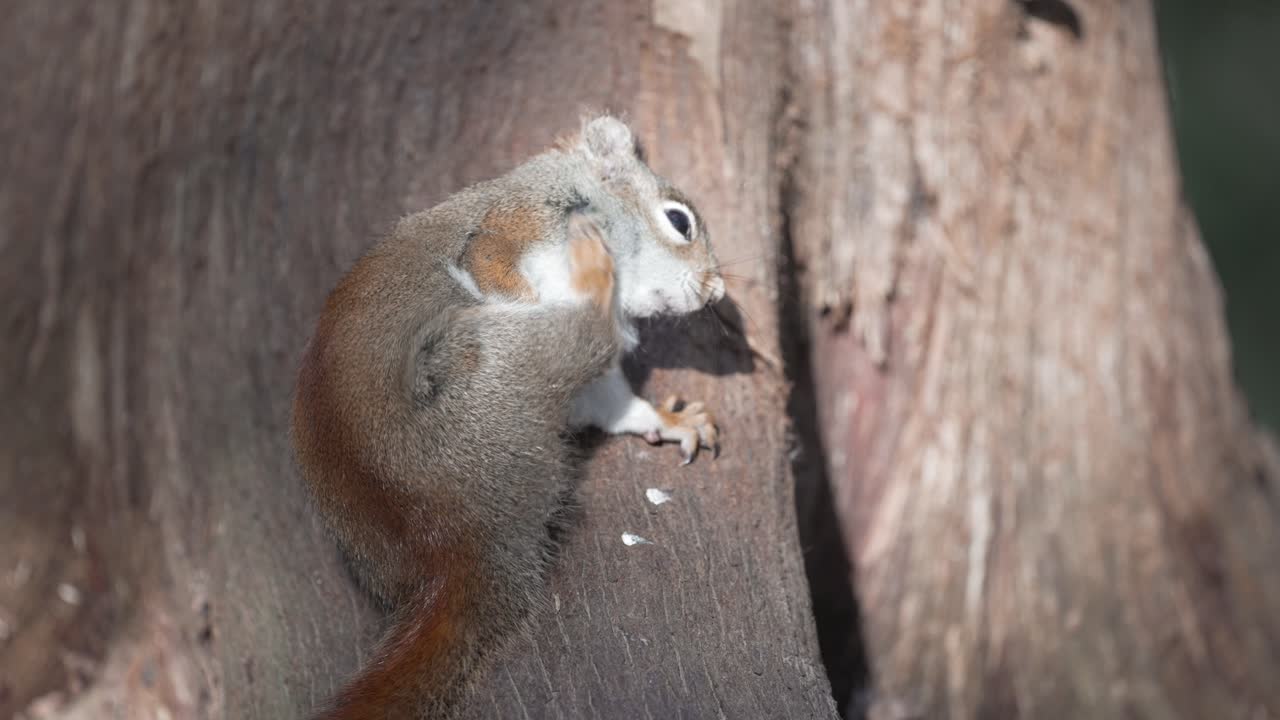 linda ardilla gris oriental en el tronco de un árbol rascándose en quebec, canadá