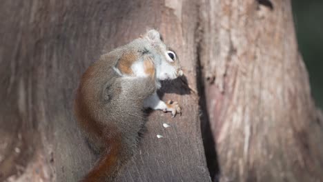 Süßes-östliches-Graues-Eichhörnchen-Auf-Einem-Baumstamm,-Der-In-Quebec,-Kanada-Kratzt